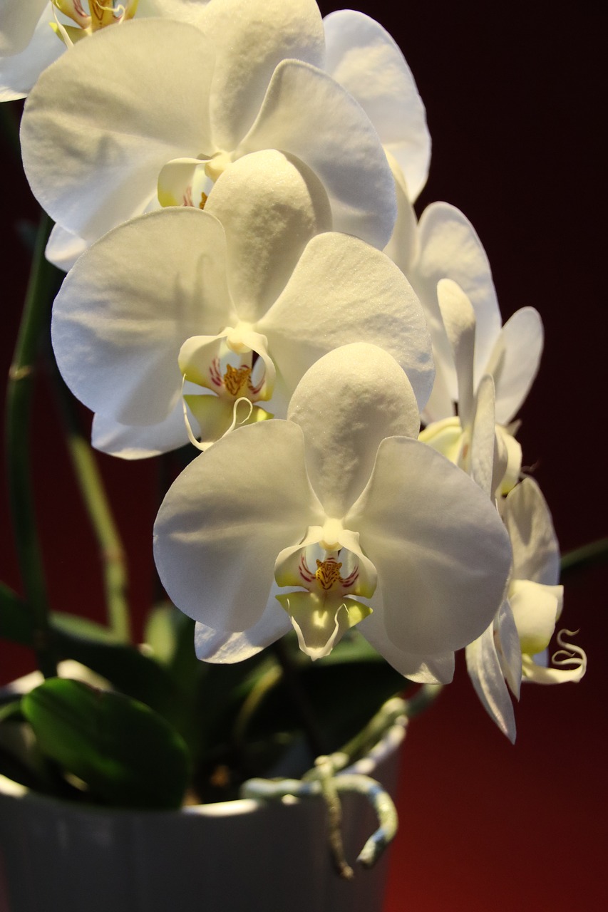 orchid  phalaenopsis  tropical free photo