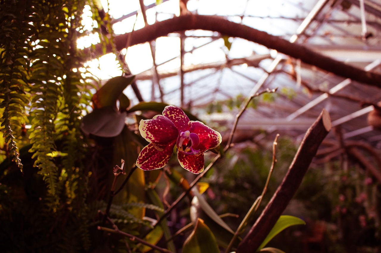 orchid  flower  greenhouse free photo