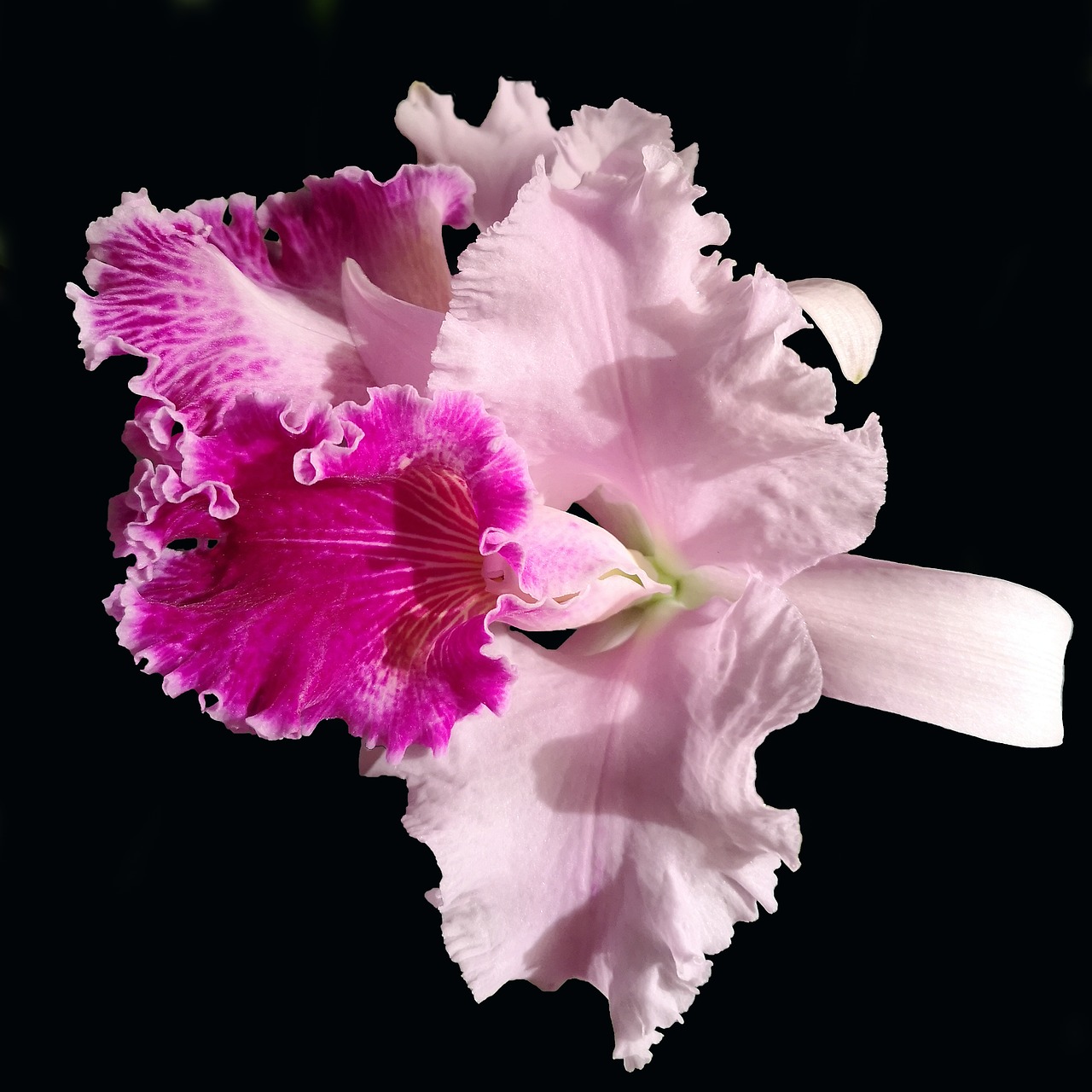 orchid  cattleya  pink free photo