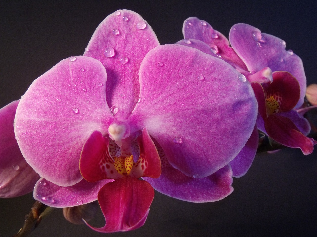 orchid  flower  blossom free photo