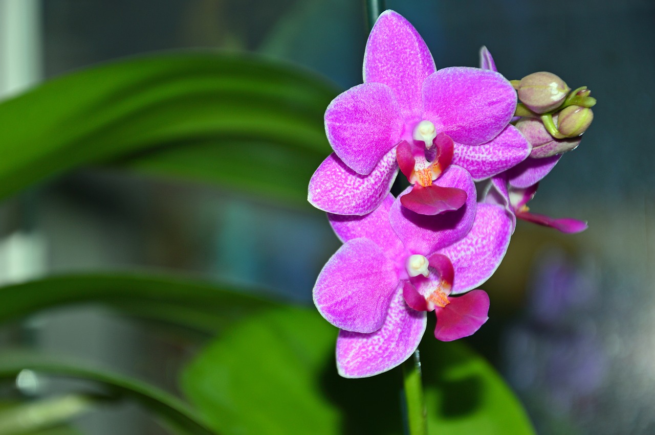 orchid  phalaenopsis  blossom free photo