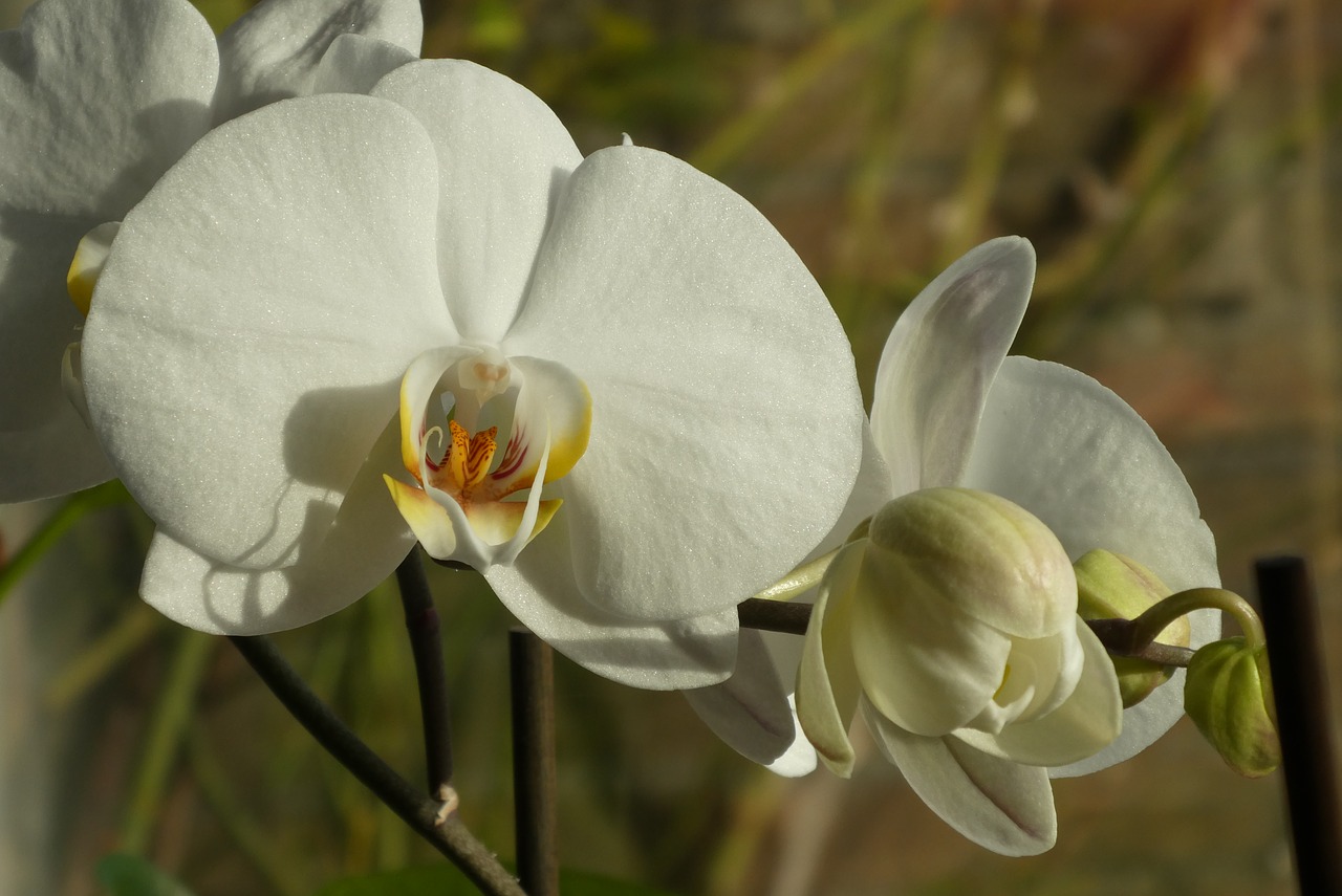 orchid  flower  bloom free photo