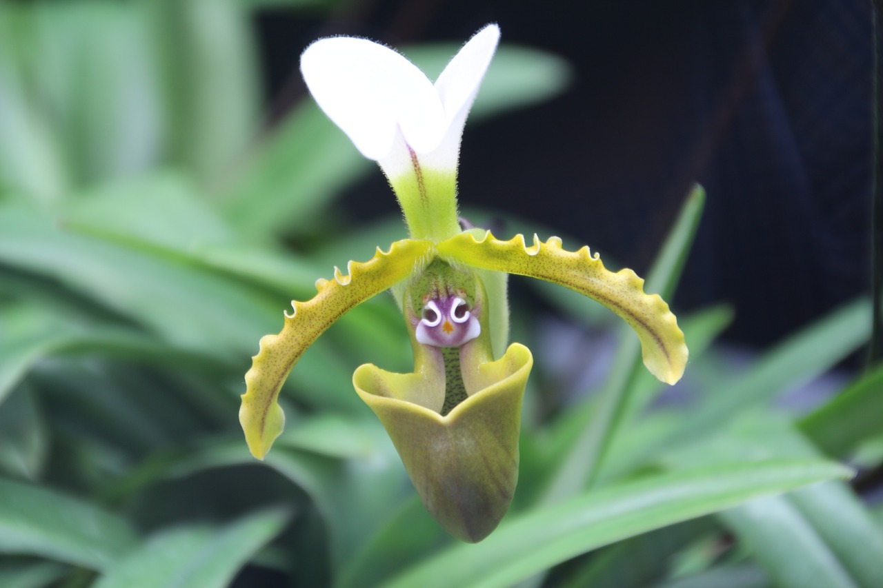 orchid  slipper orchid  plant free photo