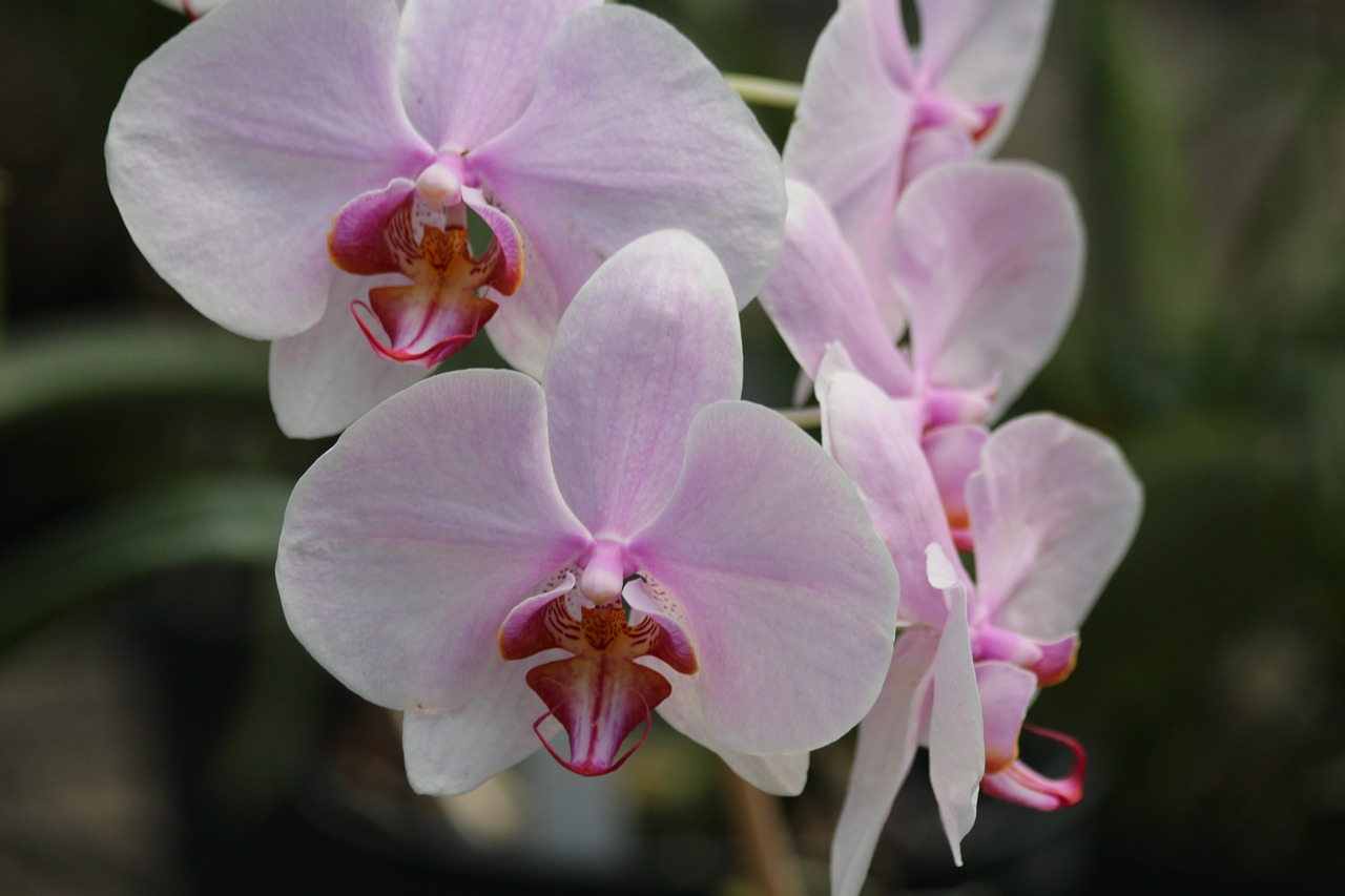 orchid  flower  phalaenopsis free photo