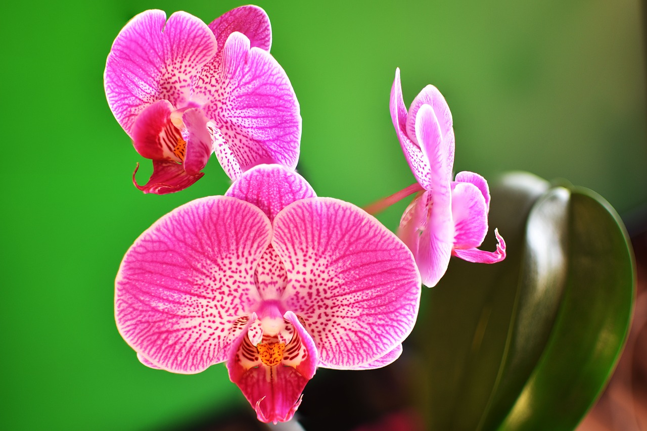 orchid  flowers  macro free photo