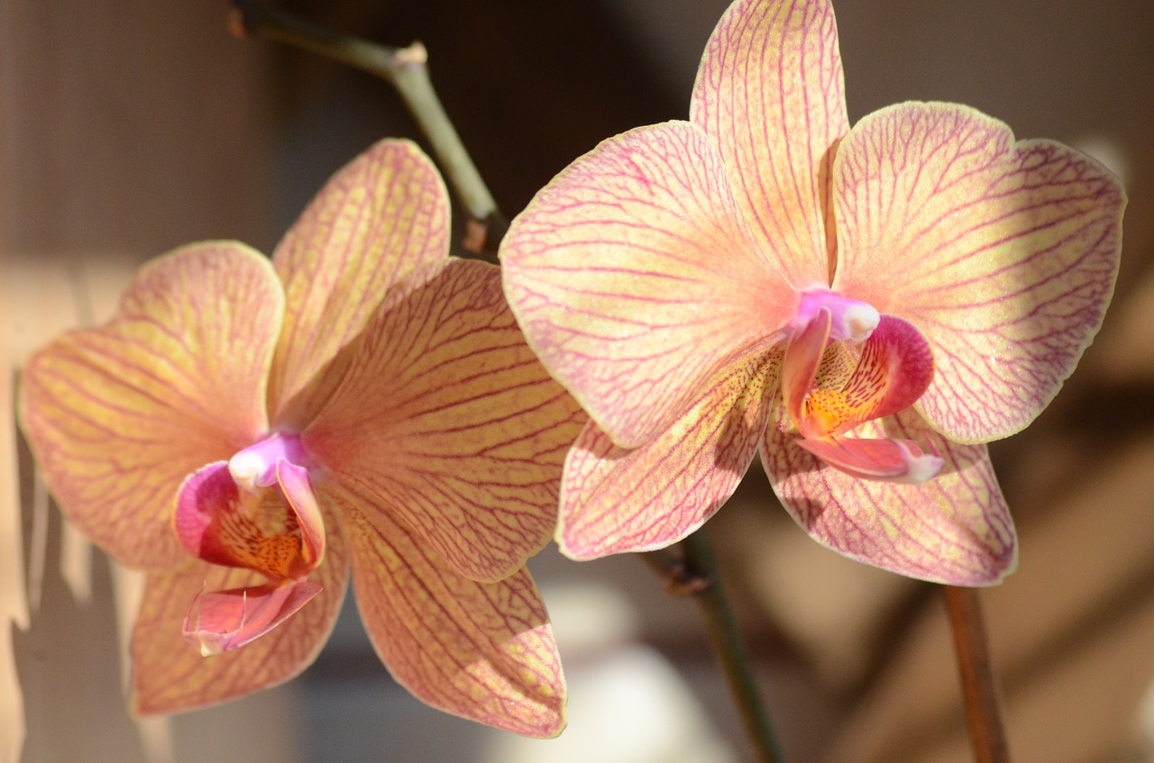 orchid  orange  exotic free photo