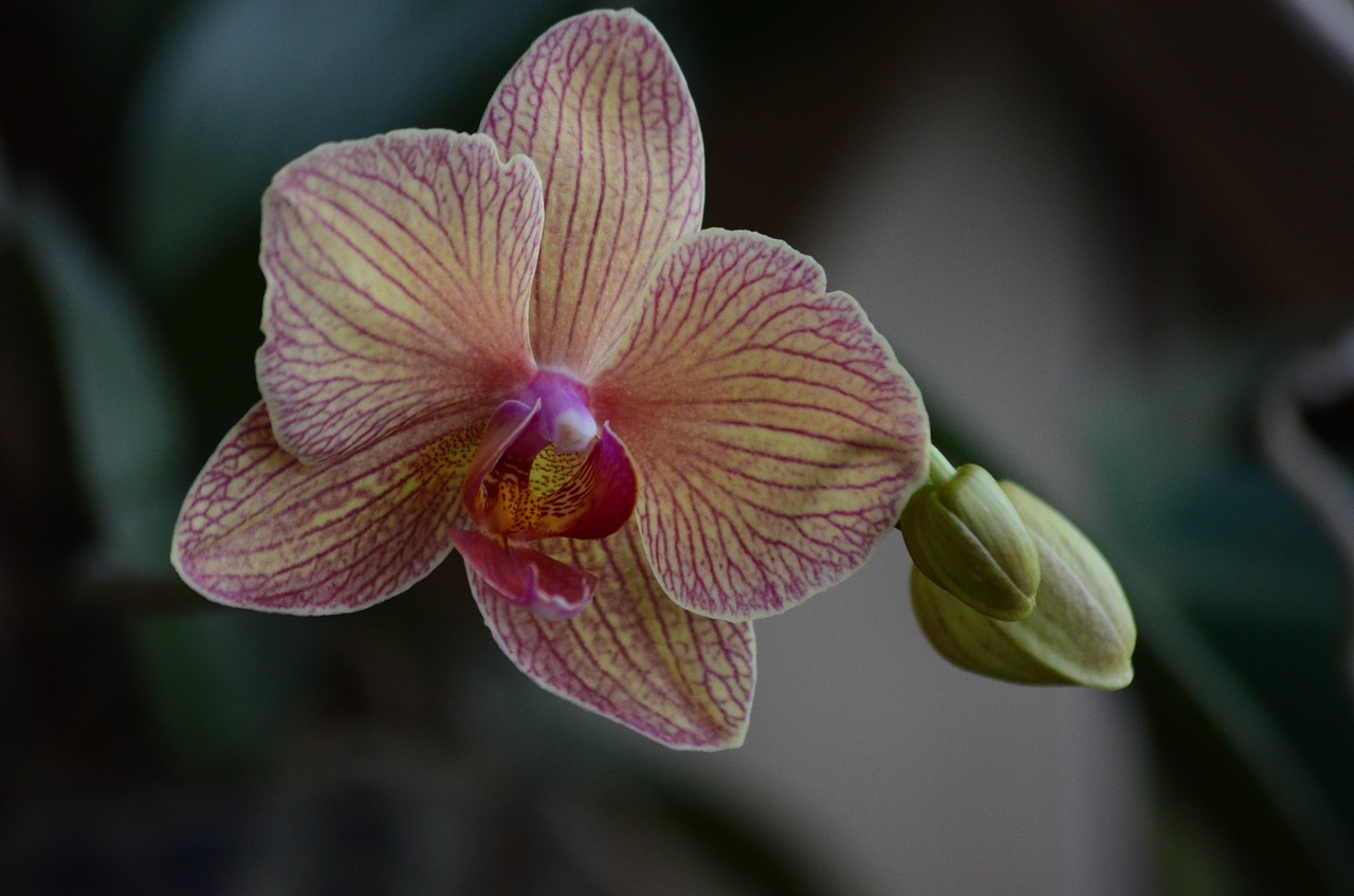 orchid  tropical  coloring free photo