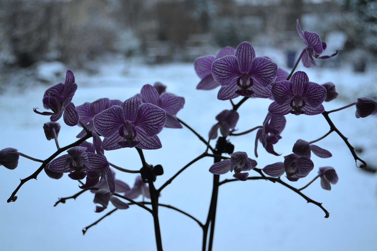 orchid  flowers  flora free photo