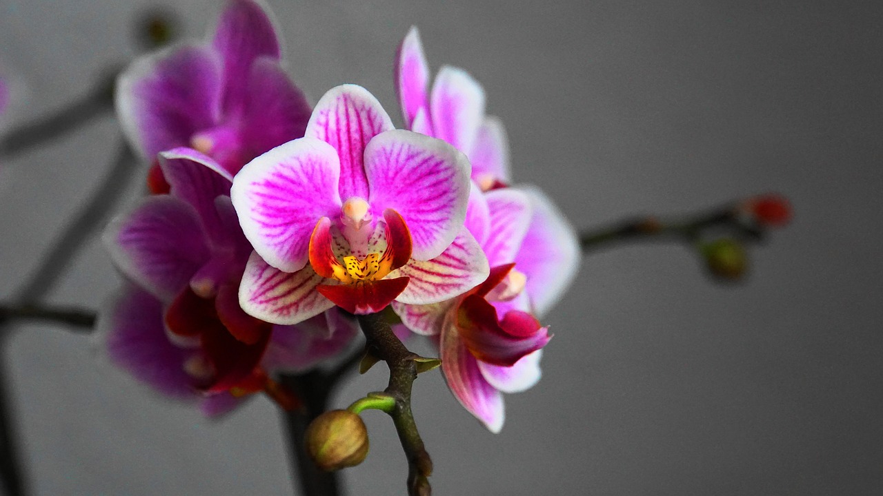 orchid  flowers  bud free photo