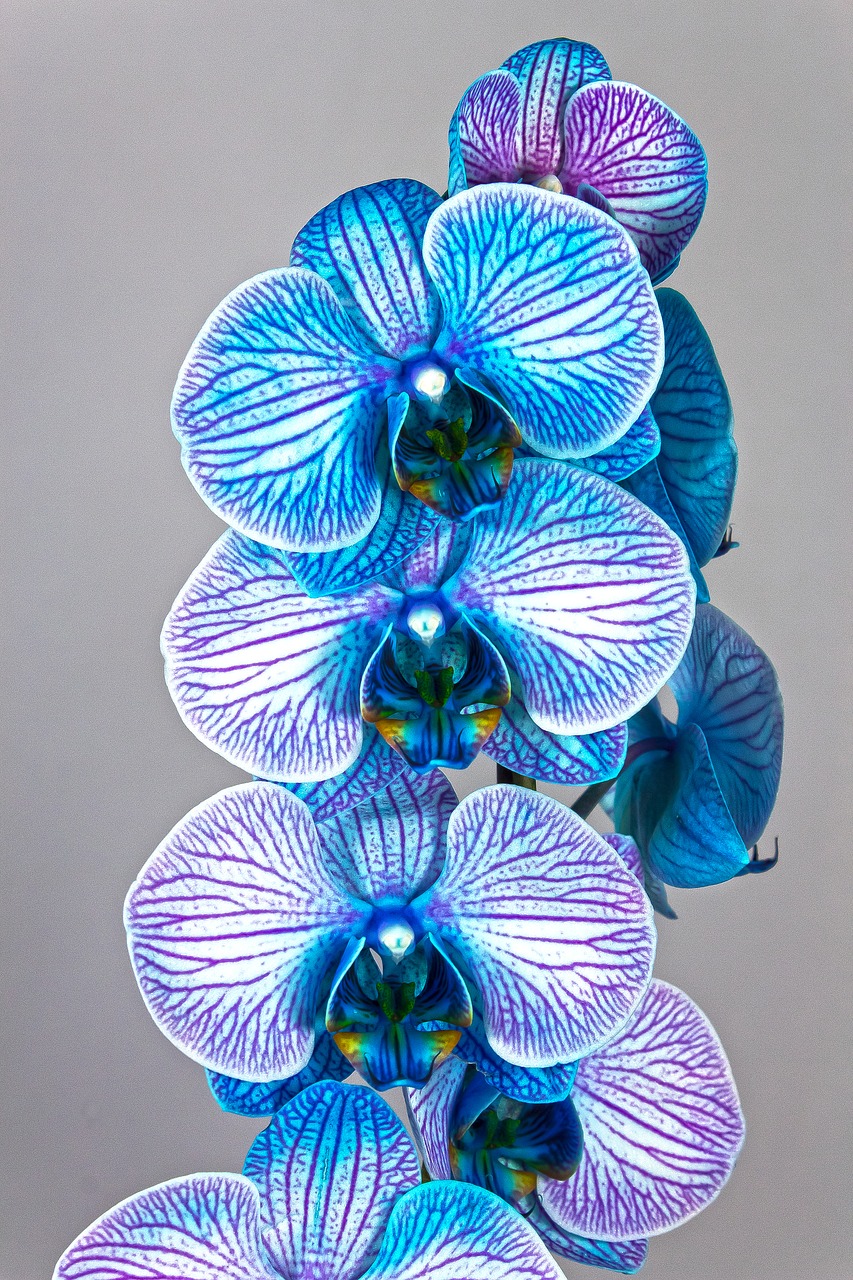 orchid  blue  violet free photo