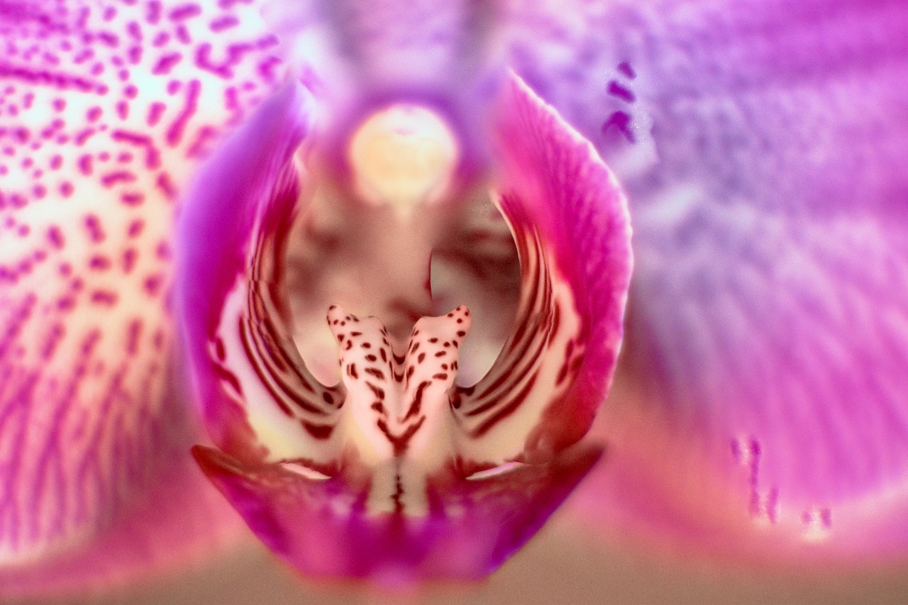 orchid  flower  macro free photo