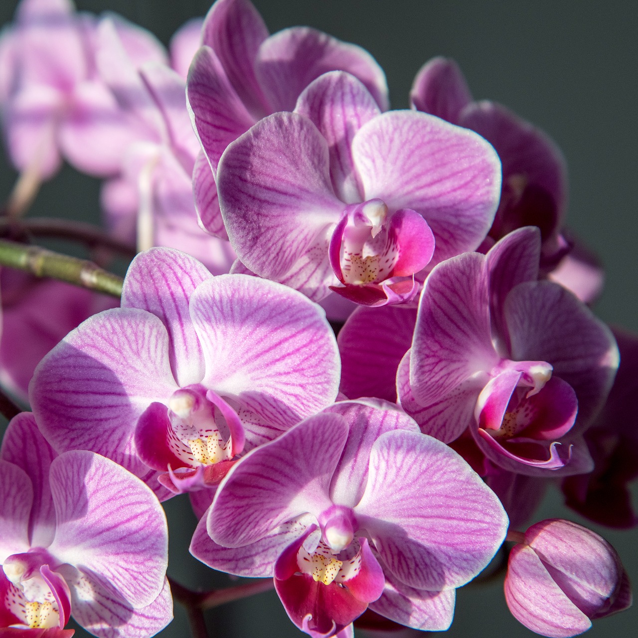 orchid  flower  pink free photo