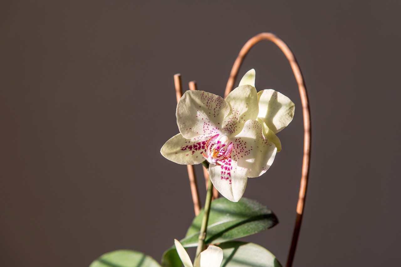 orchid  flower  white free photo