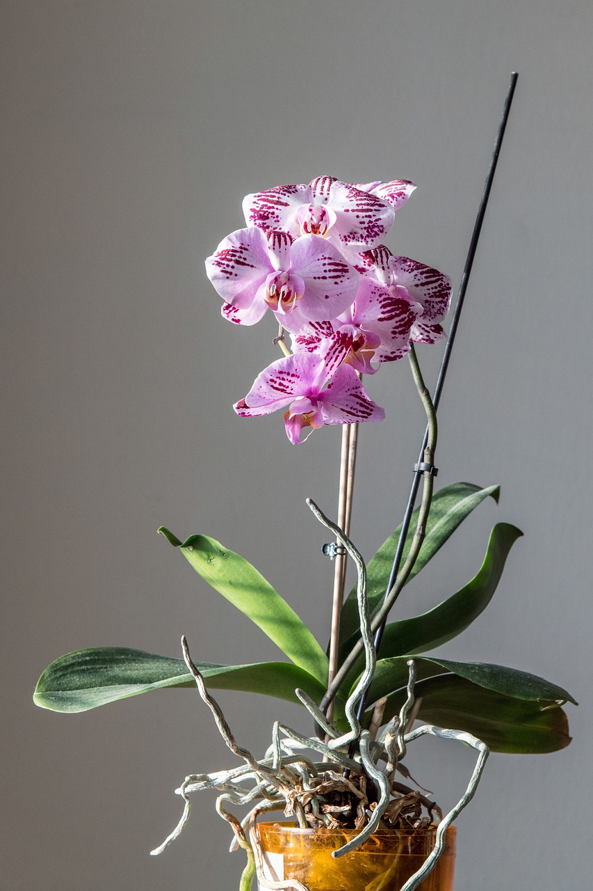 orchid  flower  pink free photo