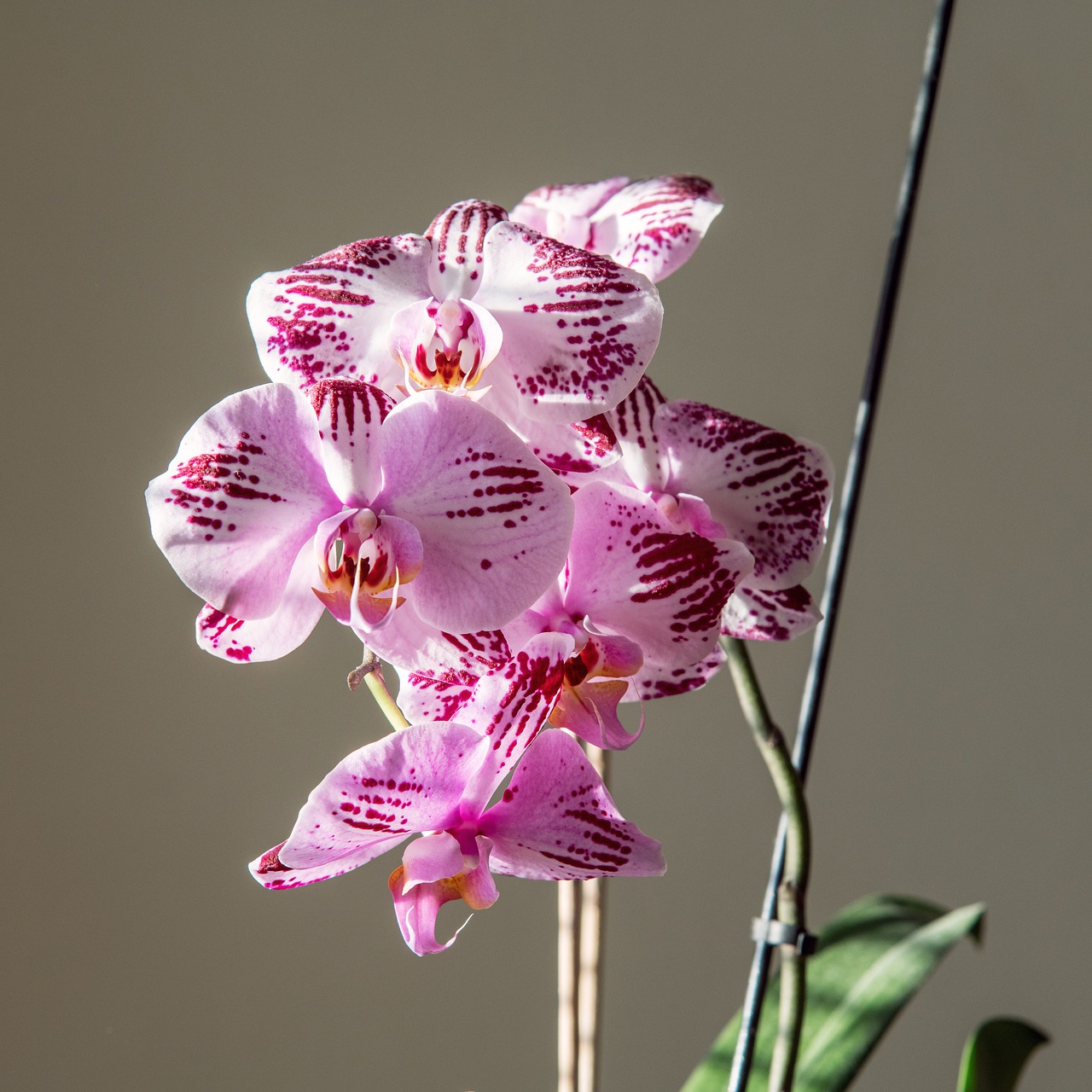 orchid  flower  pink free photo