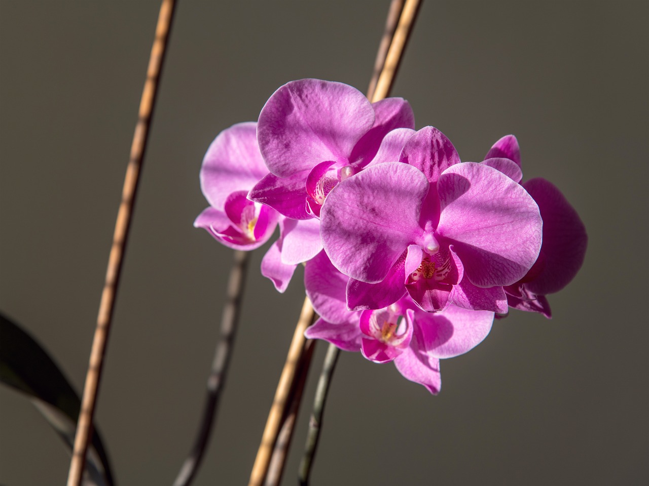 orchid  flower  pink free photo