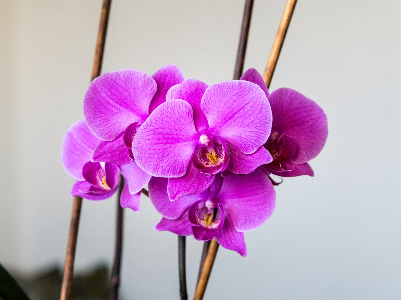 orchid  flower  pink free photo