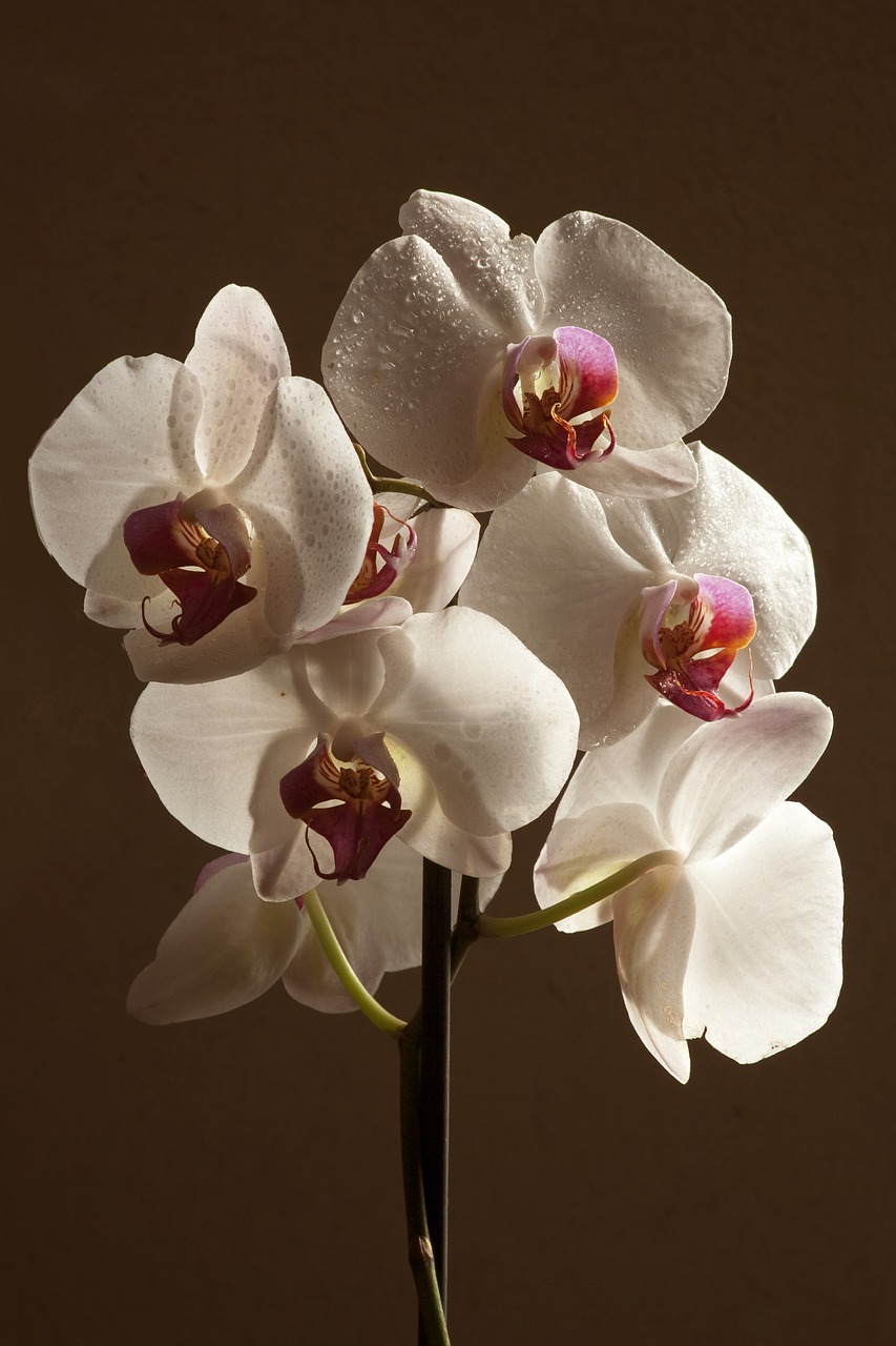 orchid  orchids  flowers free photo