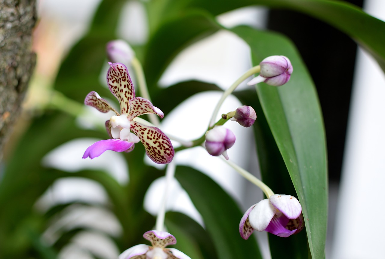 orchid  flowers  garden free photo