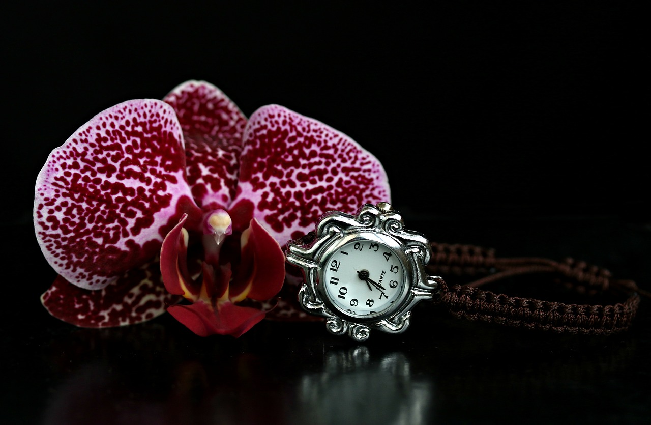 orchid  watch  gem free photo
