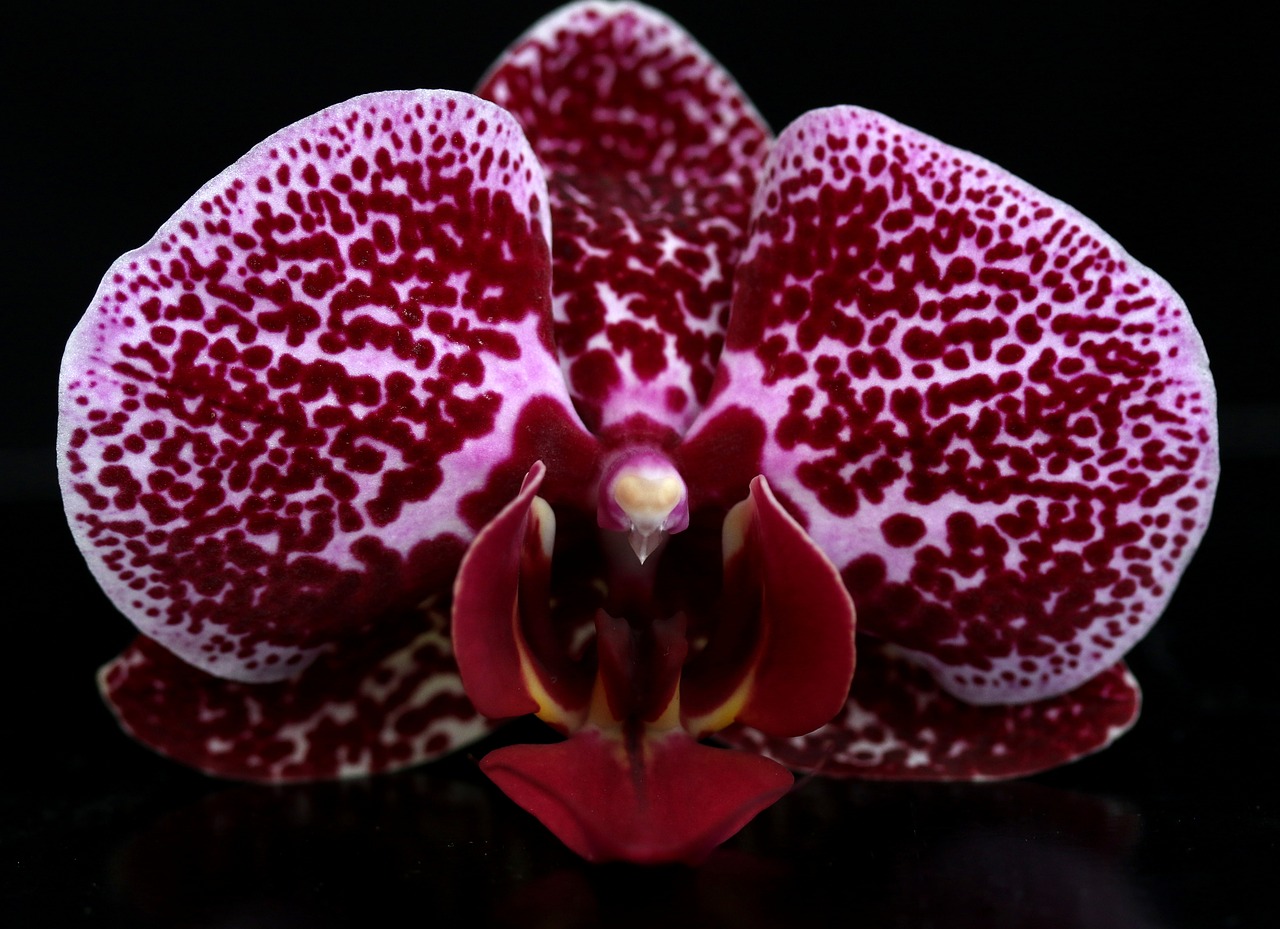 orchid  red  water free photo