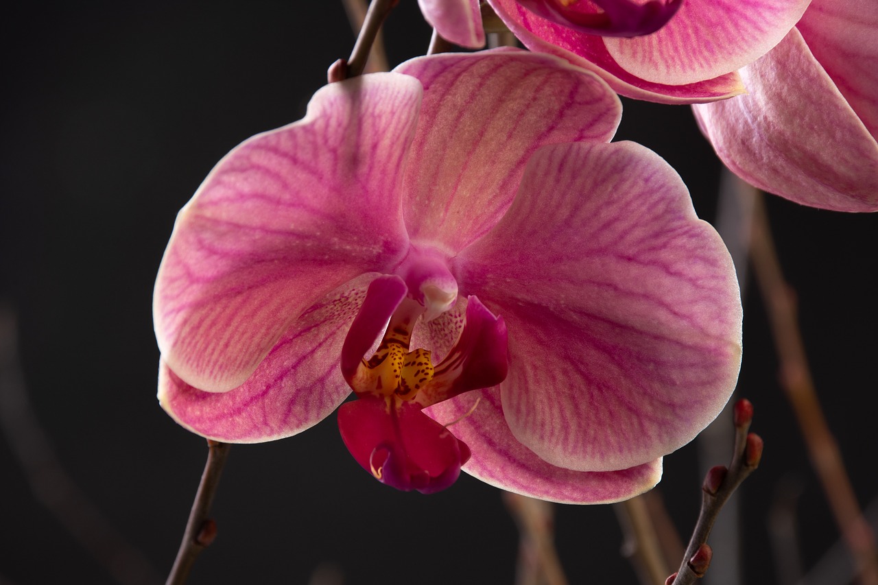 orchid  flower  nature free photo