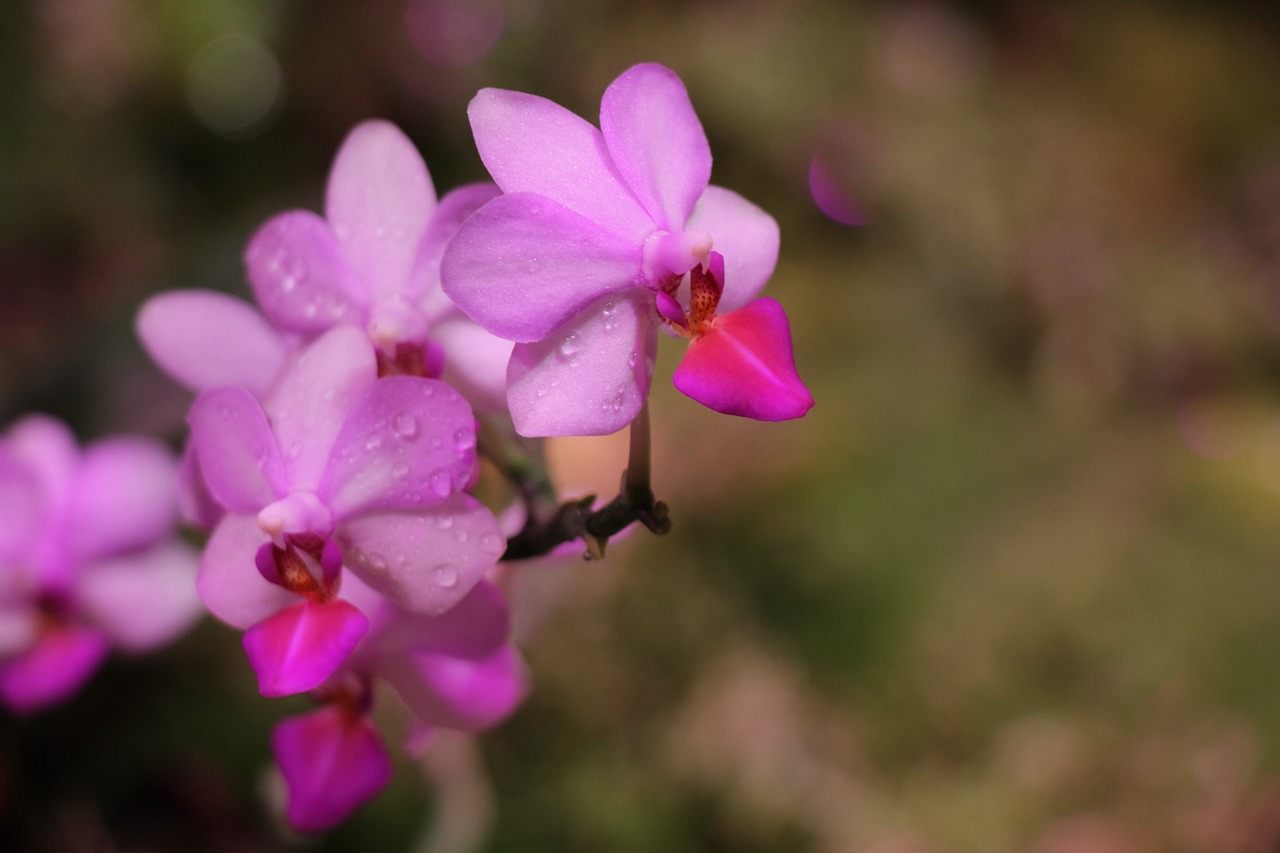 orchid  flower  bloom free photo