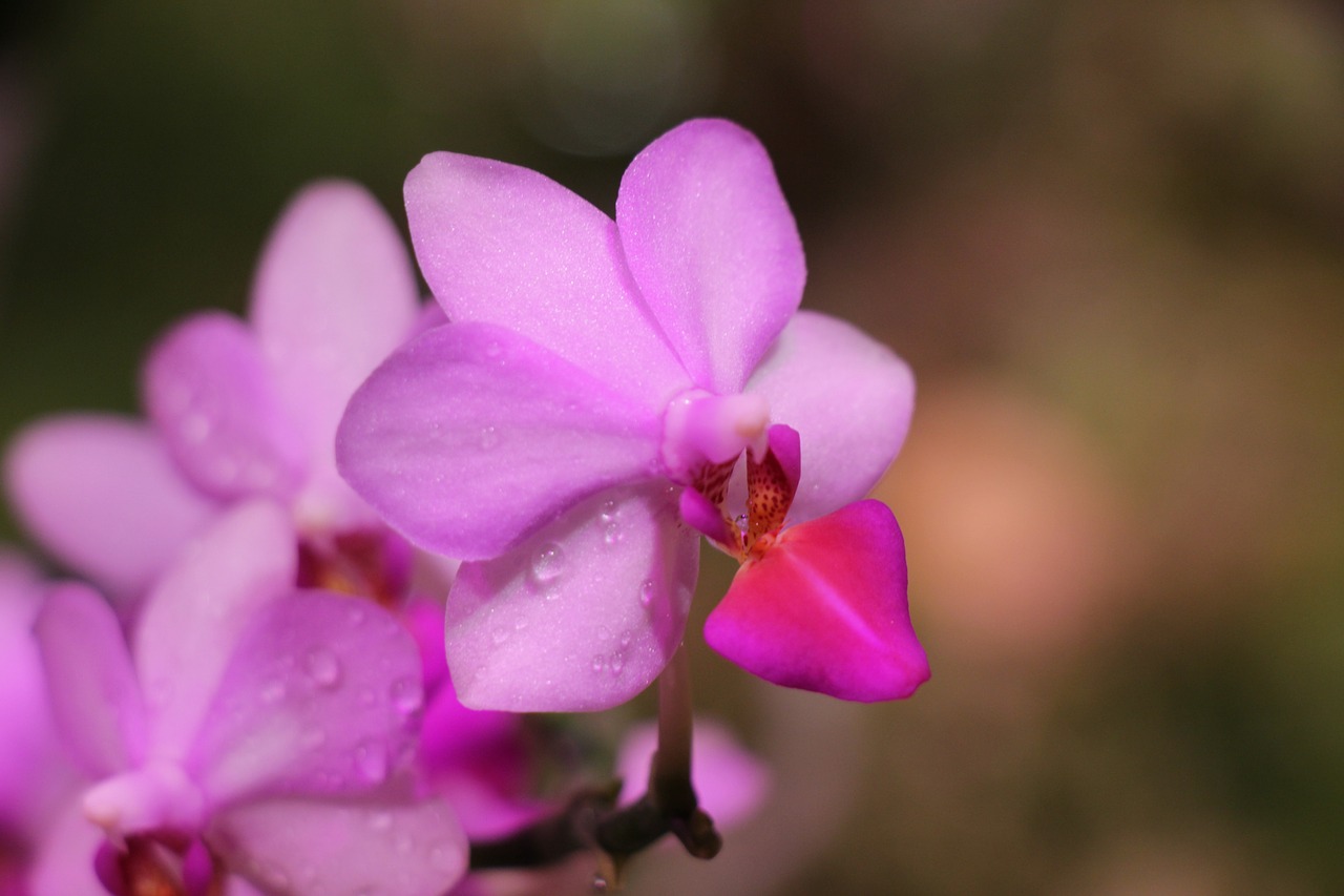 orchid  flower  bloom free photo