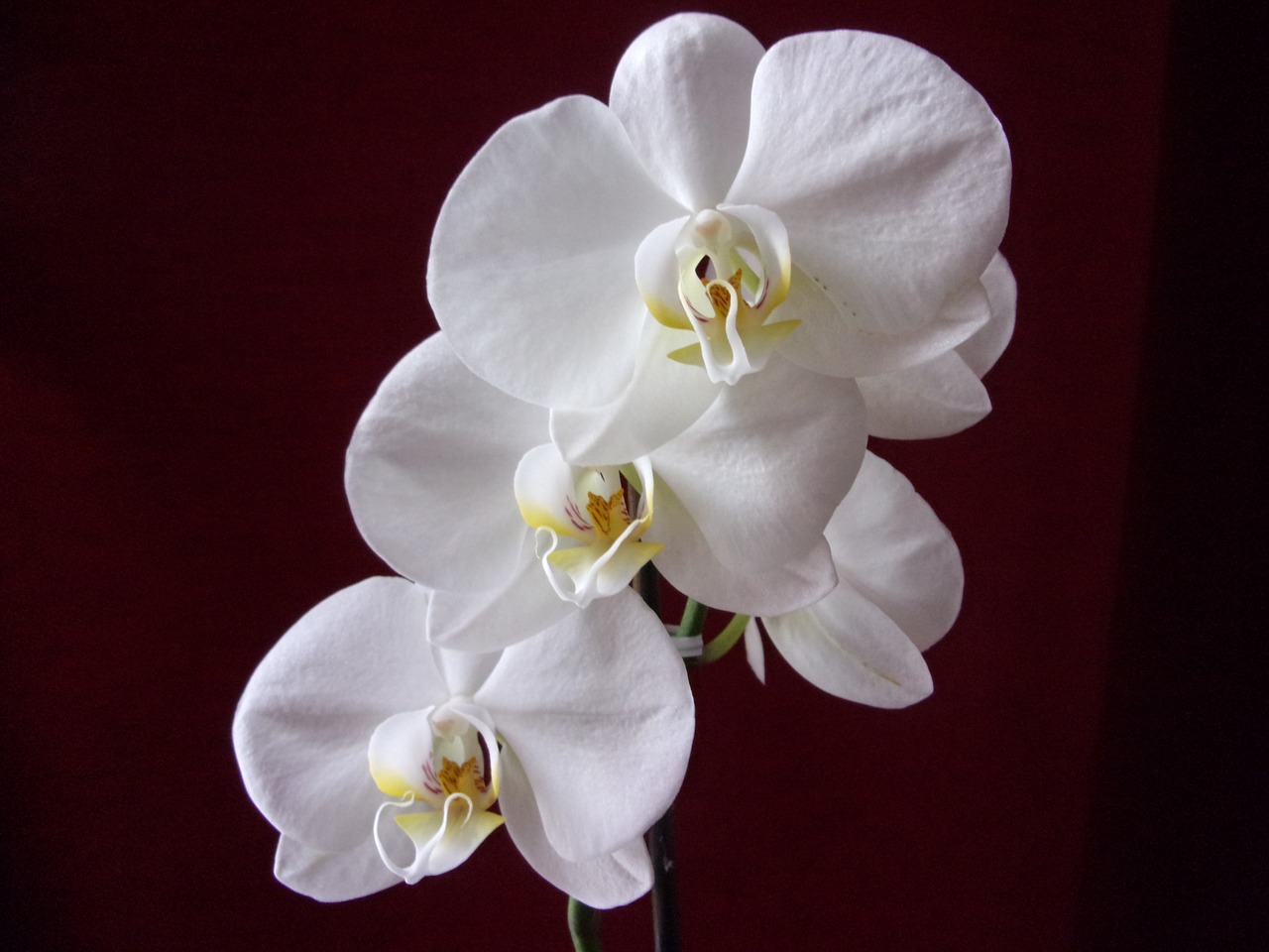 orchid  flower  plants free photo