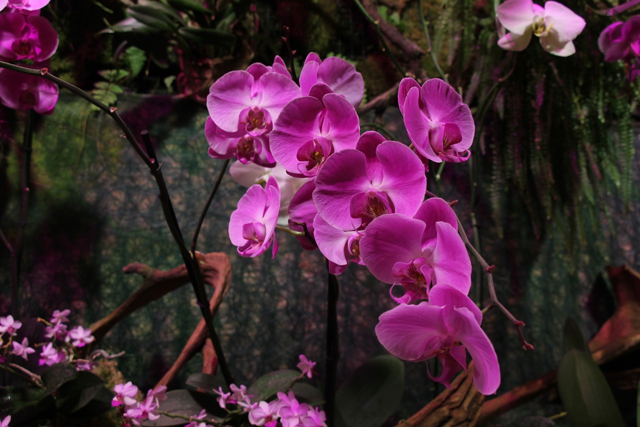 orchid  pink  flower free photo