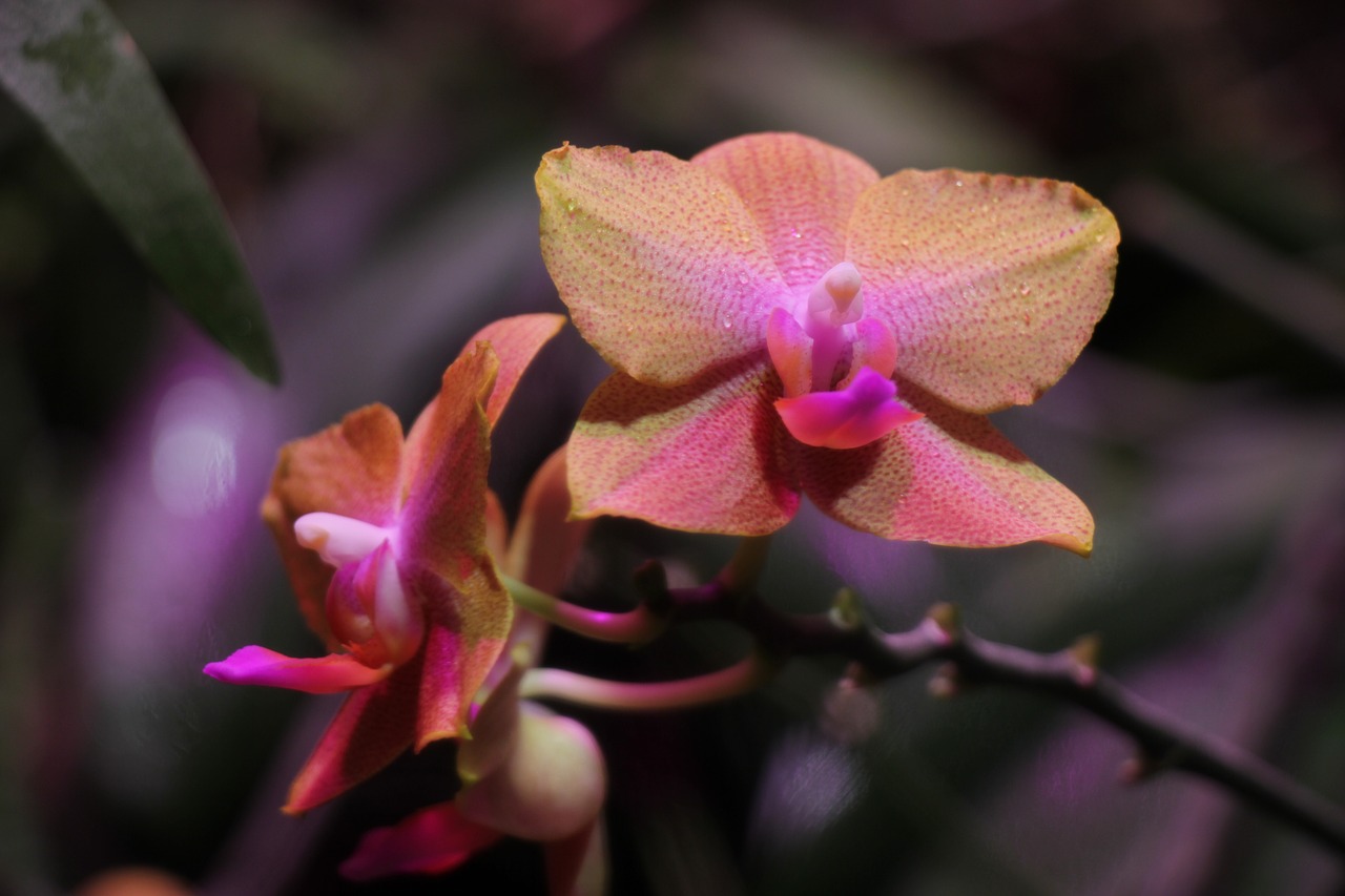 orchid  flower garden  flowers free photo