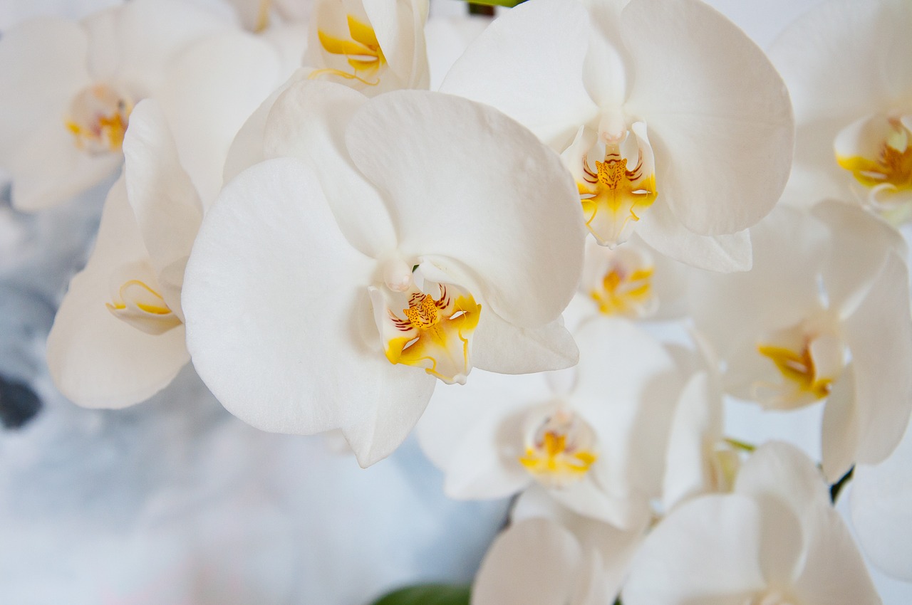 orchid  phalaenopsis  white free photo