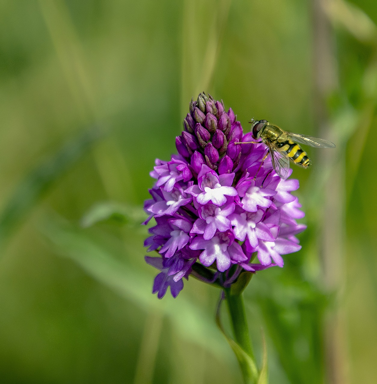 orchid  pyramidal  flower free photo