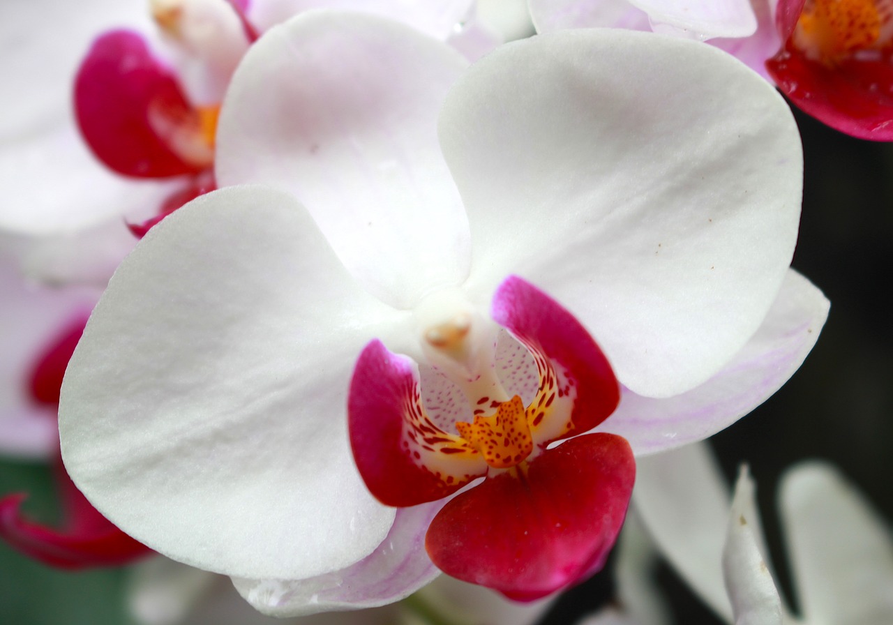 orchid  flower  exotic free photo