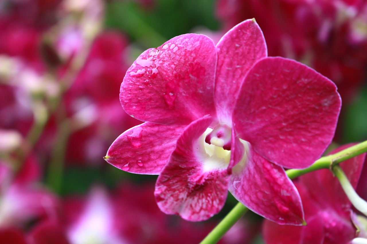 orchid  flower  nature free photo