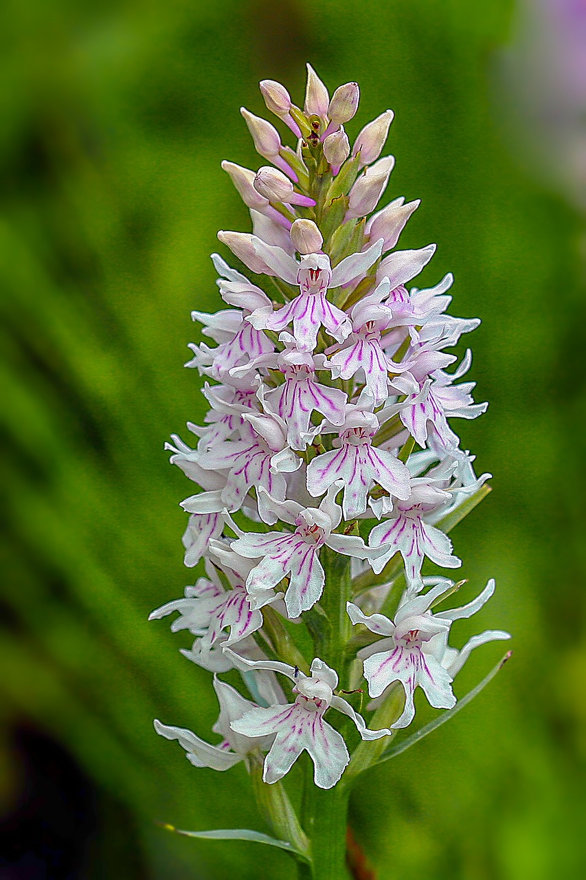 orchid  common spotted  color free photo