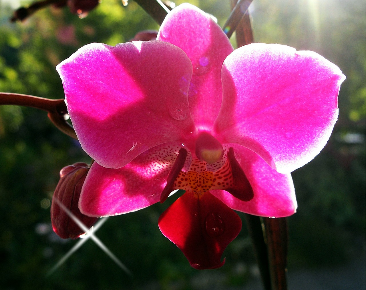 orchid ornamental plant blossom free photo