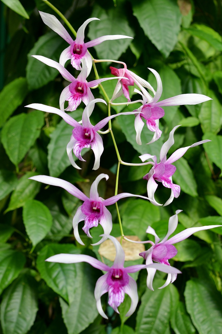 orchid  panicle  flowers free photo