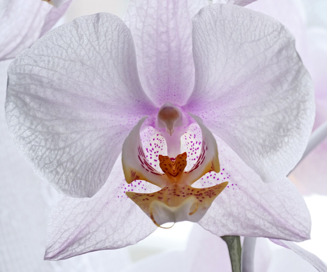 orchid  blossom  bloom free photo