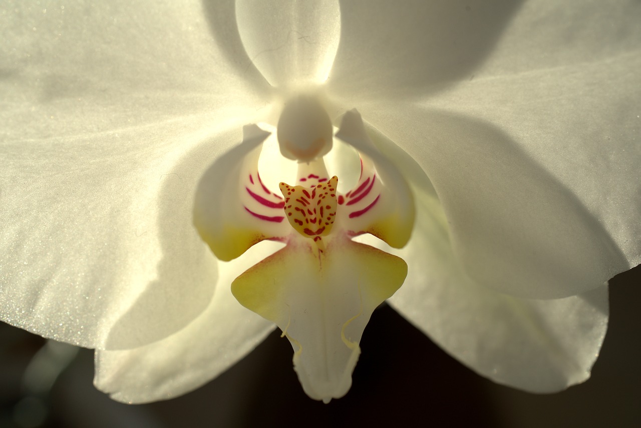 orchid  flower  white free photo