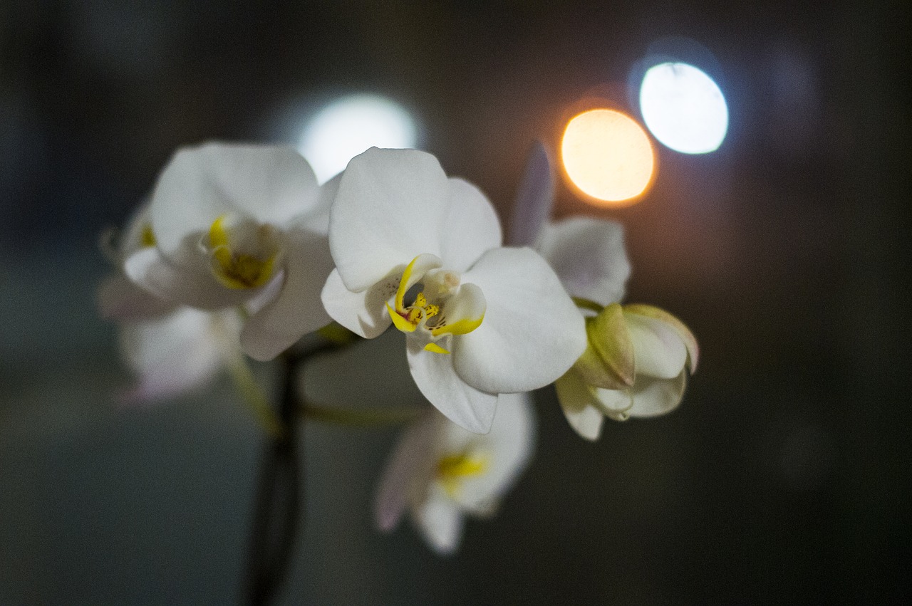 orchid  flowers  evening free photo