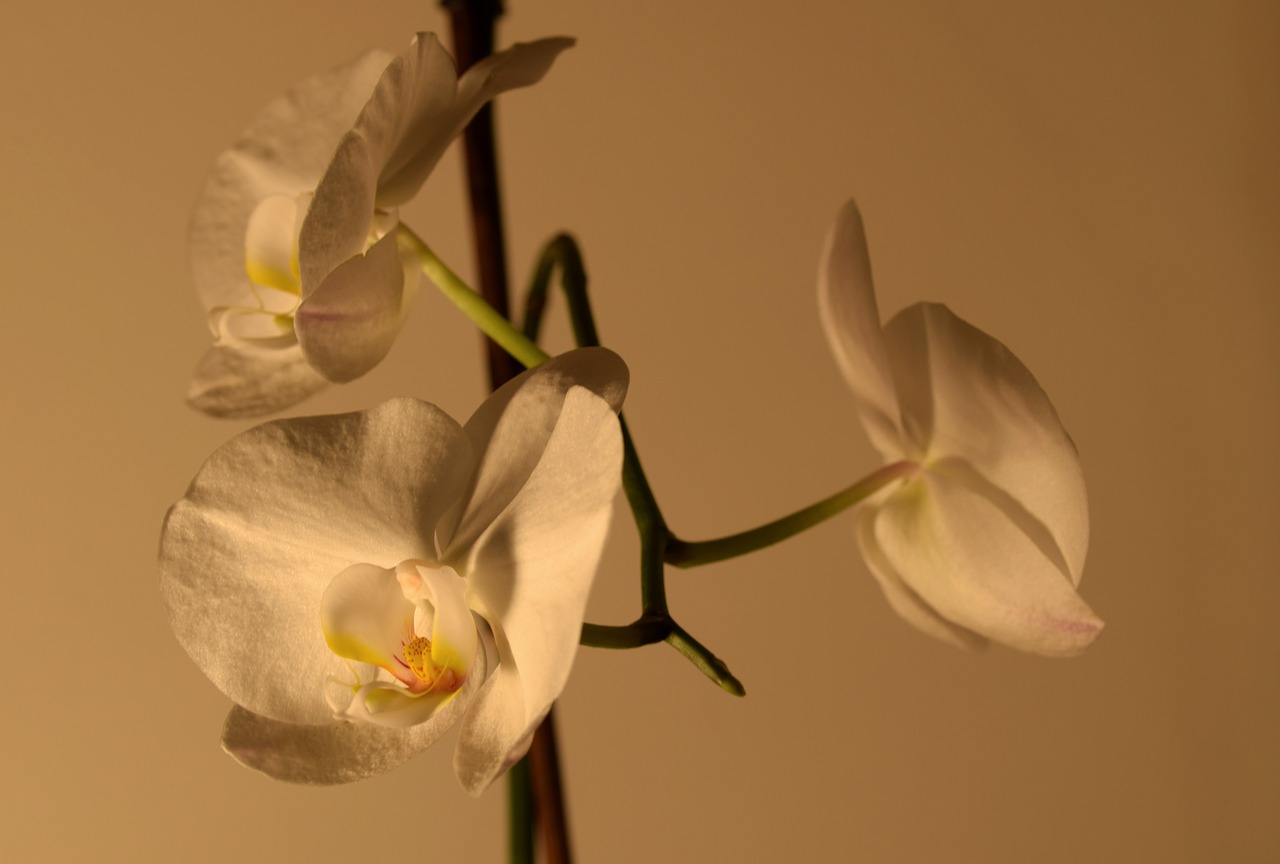orchid  flower  room flower free photo