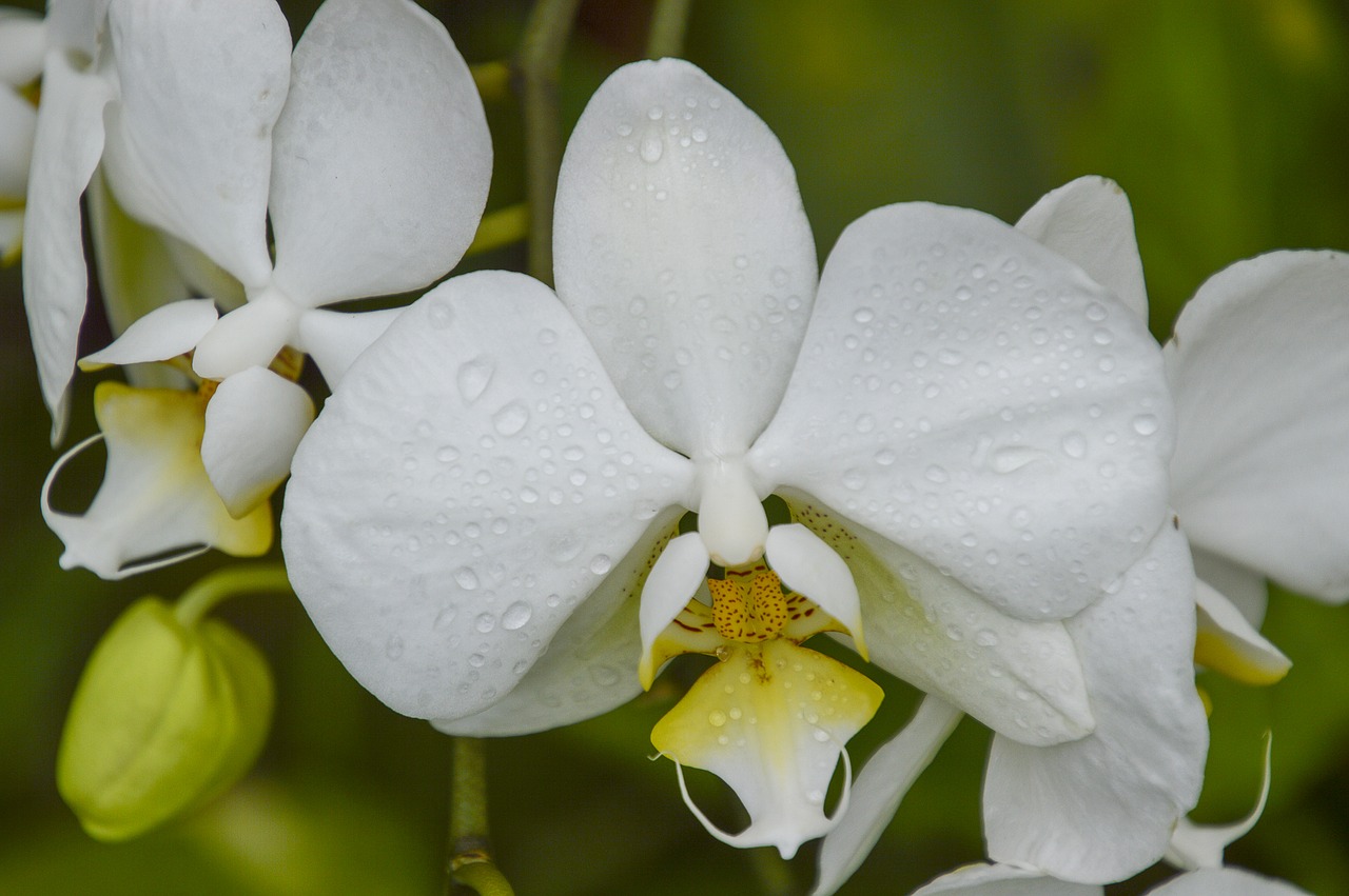 orchid  white  orchids free photo