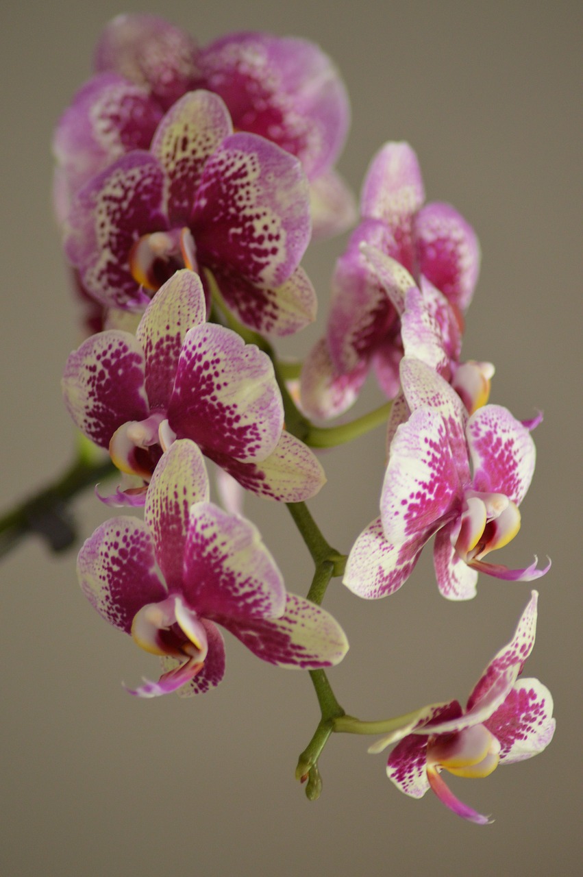 orchid  double  white free photo