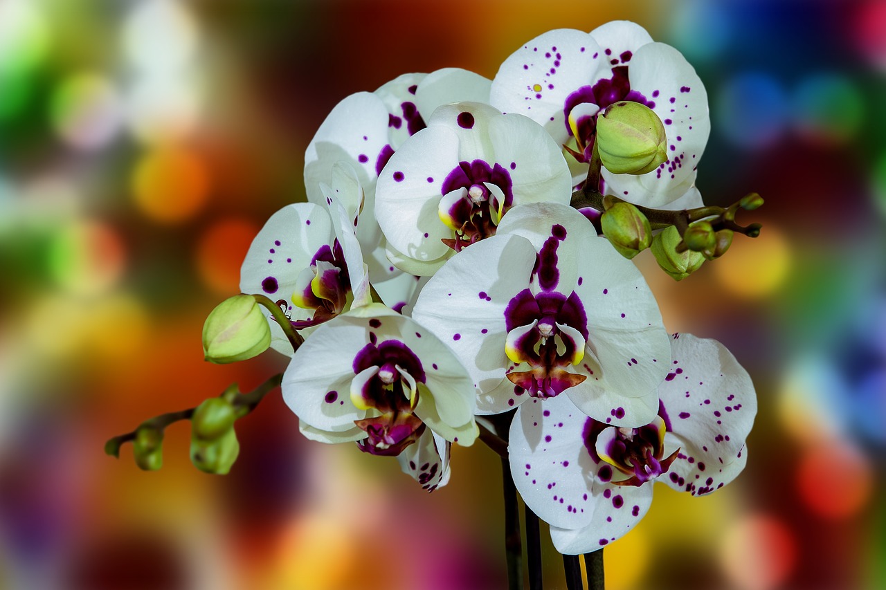 orchid  flower  nature free photo