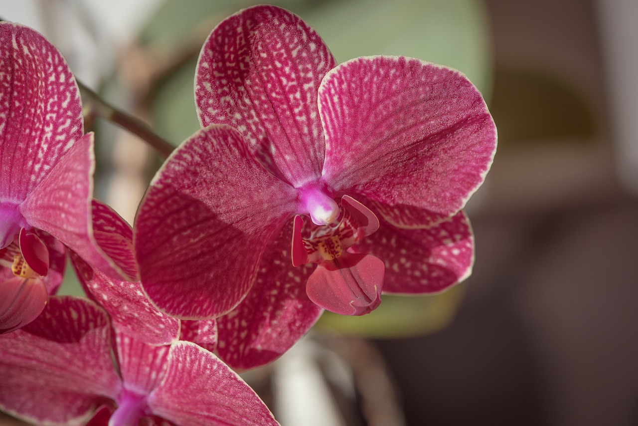 orchid  blossom  bloom free photo