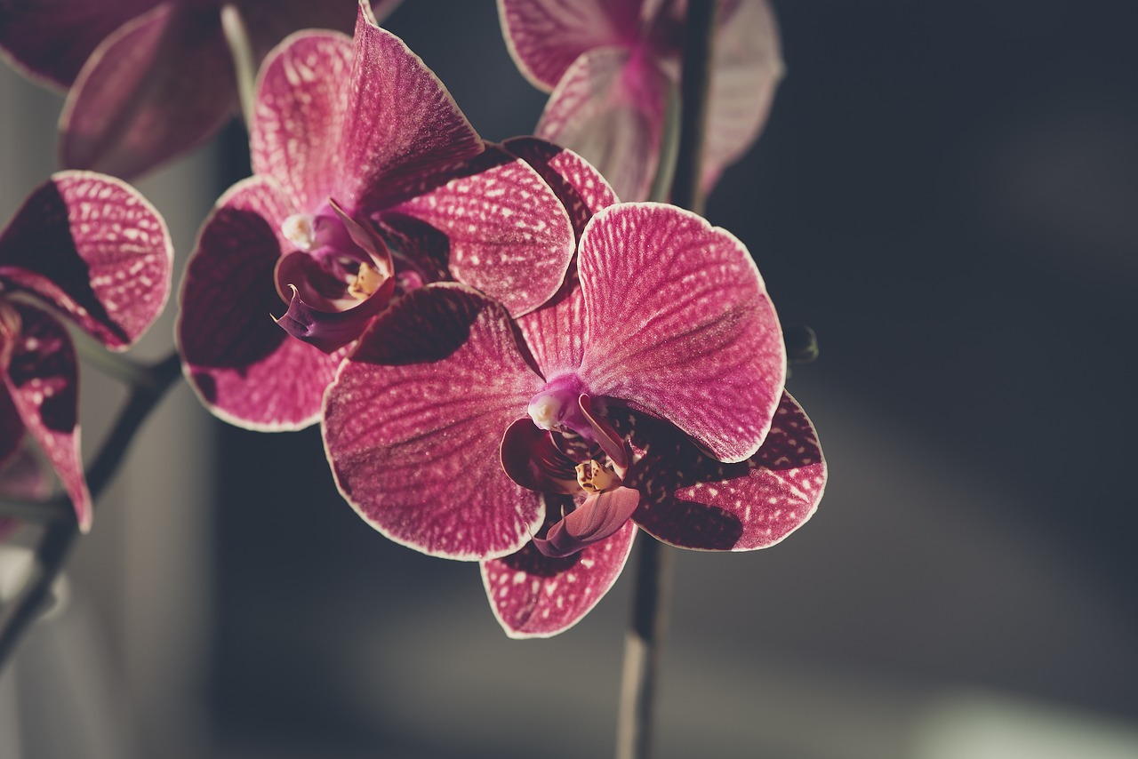 orchid  flower  blossom free photo