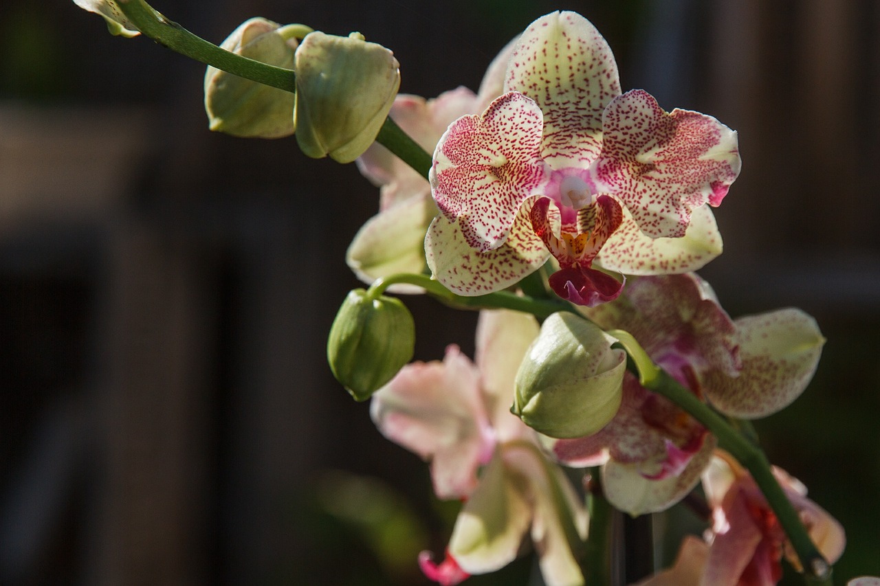 orchid plant flower free photo