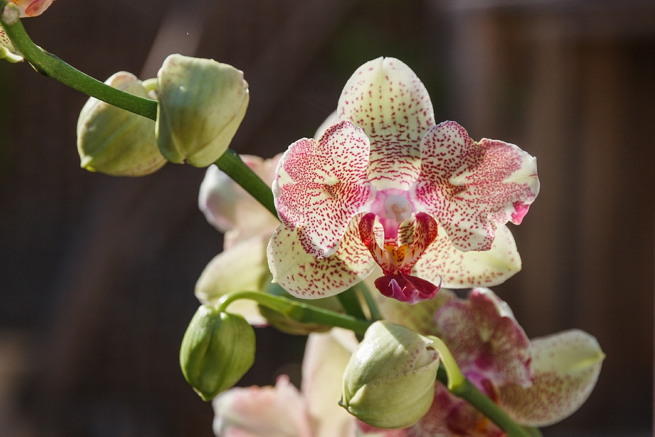 orchid plant flower free photo