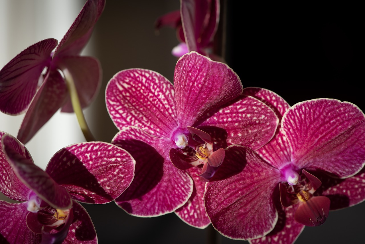 orchid  flower  flowers free photo